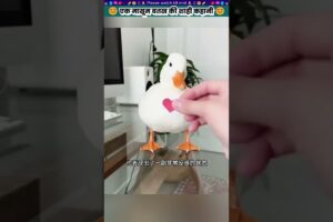 एक मासूम बतख की शाही कहानी #animal #animalrescue #animallover #rescue #duck