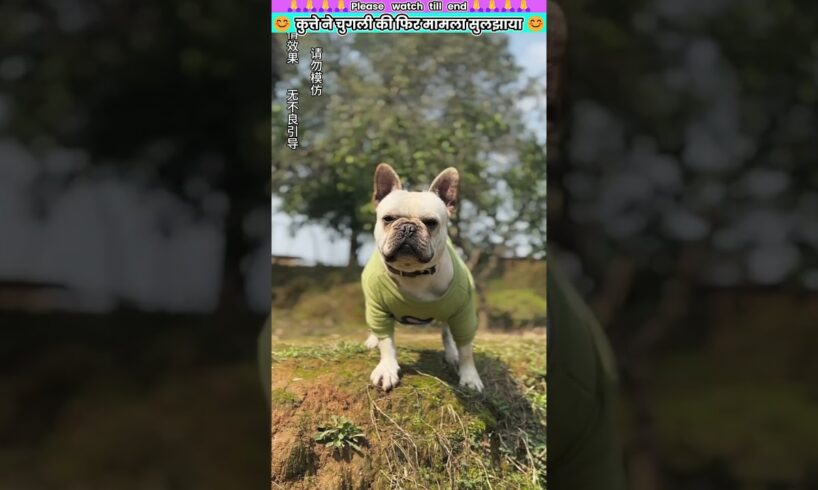 कुत्ते ने चुगली की फिर मामला सुलझाया #animal #animalrescue #animallover #rescue #dog