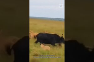 जब भैंसा पलटा… शेरों की हालत खराब! Buffalo vs Lion #shorts #animals #buffalo #lion #vs #facts