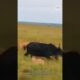 जब भैंसा पलटा… शेरों की हालत खराब! Buffalo vs Lion #shorts #animals #buffalo #lion #vs #facts