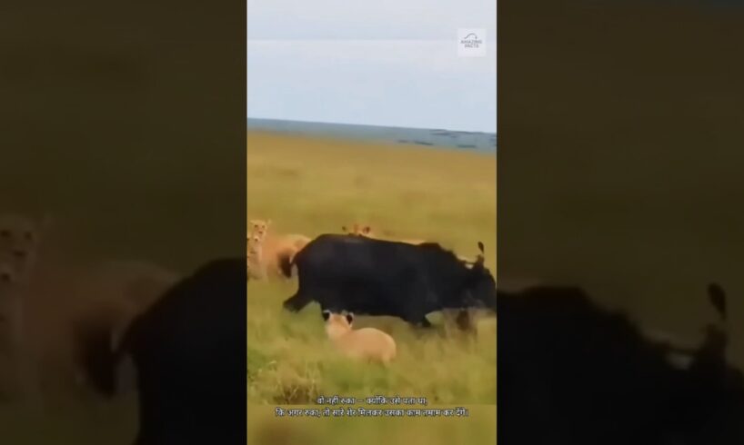 जब भैंसा पलटा… शेरों की हालत खराब! Buffalo vs Lion #shorts #animals #buffalo #lion #vs #facts