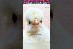 टोपीनुमा कलगी वाला मुर्गा स्टार #animal #animalrescue #animallover #rescue #polishchicken