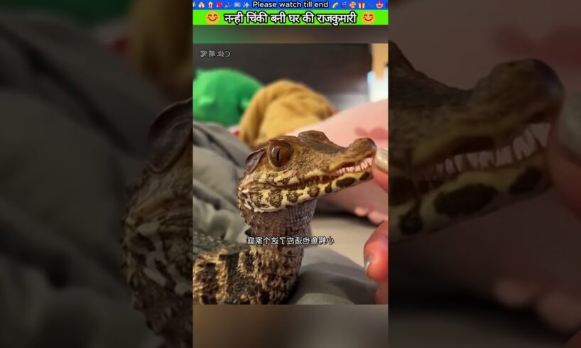 नन्ही चिंकी बनी घर की राजकुमारी #animal #animalrescue #animallover #rescue #crocodile