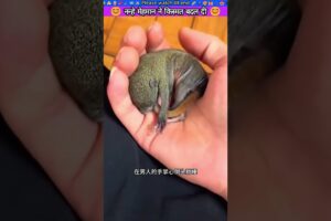नन्हे मेहमान ने किस्मत बदल दी #animal #animalrescue #animallover #rescue #squirrel