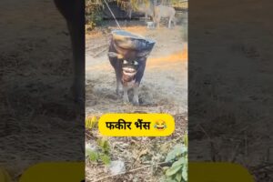 फकीर भैंस 😂🤣 #funny #thetharpuns #munnasarojafun #comedy