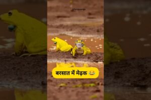 बरसात में मेढ़क #funny #shilpisaroja #thetharpuns #comedy