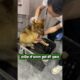बारिश में घायल कुत्ते की पुकार #animal #animalrescue #animallover #rescue #dog