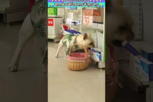 मालकिन की देखभाल में जुटा मोटू #animal #animalrescue #animallover #rescue #dog