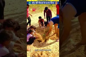 मोर की विदाई ने रुला दिया #animal #animalrescue #animallover #rescue #pecocke