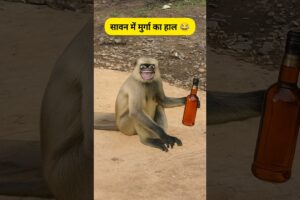 सावन में मुर्गा का हालत #funny #thetharpuns #funnysaroja #comedy