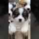 可愛すぎるパピー集めました6　#子犬 #癒し #子犬のいる生活 #子犬のいる暮らし #元気になる動画