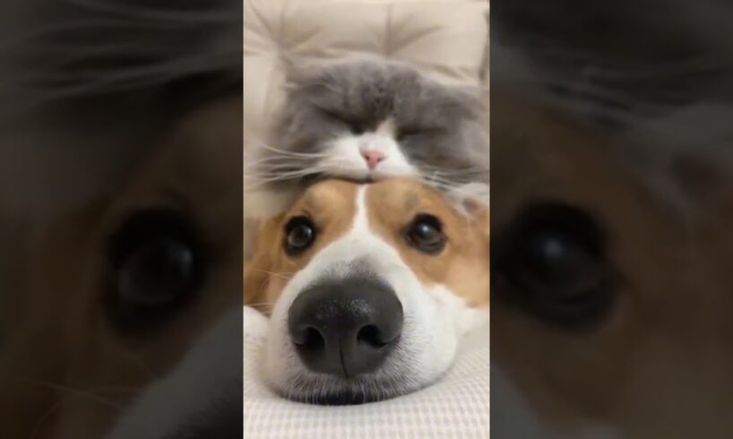 고양이를 사랑하는 귀여운 강아지들💕 Cute puppies who love cats.💕