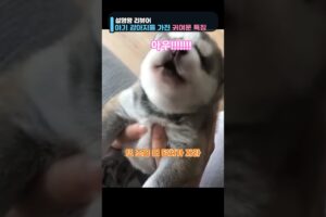 귀여운 아기강아지들의 특권 #강아지
