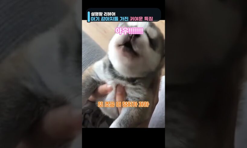 귀여운 아기강아지들의 특권 #강아지