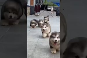 10 Most Adorable Puppies ranked #shorts #dogs #puppies