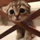 12 minutes of adorable 🥰cats and kittens videos to keep you smiling 💕😅