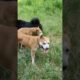 Playing #dog #dogfunny #dogvideo #animals
