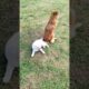 Playing #dog #dogfunny #dogvideo #animals