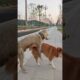Playing #dog #dogfunny #animals