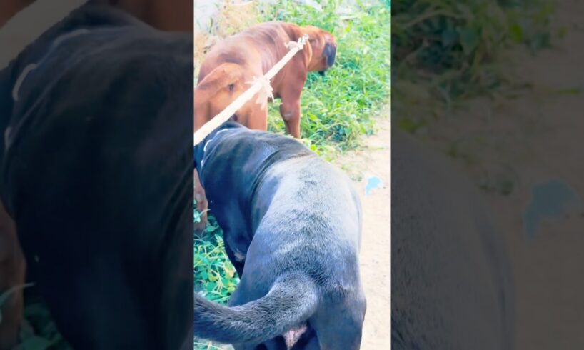 Playing #dog #animals #dogfunny