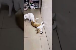 Playing #dog #dogfunny #dogvideo #animals