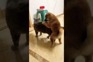 Playing #dog #dogfunny #dogvideo #animals