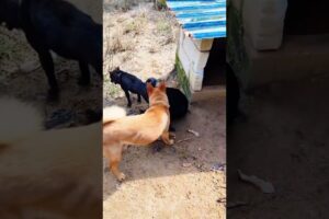 Playing #dog #dogfunny #dogvideo #animals