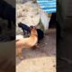 Playing #dog #dogfunny #dogvideo #animals
