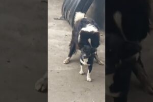 Playing #dog #animals #dogfunny