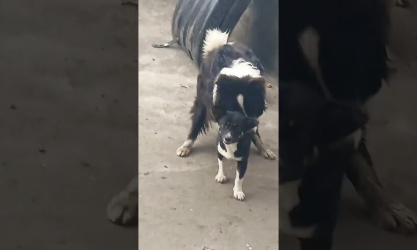 Playing #dog #animals #dogfunny