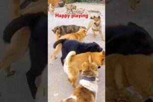 Playing #dog #dogfunny #dogvideo #animals