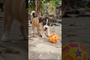 cute puppy playing video #puppy #cute #pets #funny #dog #animals #shorts