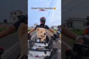 Cutest Puppy Reaction 😍 #reaction #cutereactions #shorts #trending #puppy #motovlog #bike #rider