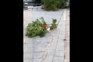 Cute Puppies 🥰♥ super funny Corgi ♥ #shorts #2025