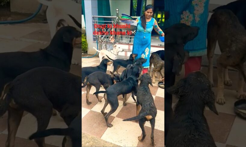 cute dog #doglover#puppy #labrador #shortvideo #