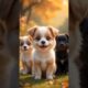 Cute Puppies Crazy Dance 💃 🤩| #funnyvideo #cutepuppy #dogshorts #funnyanimals #viraldance #86