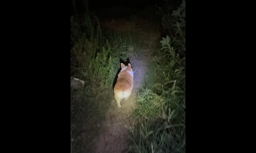 Cute Puppies 🥰♥ super funny Corgi ♥ #shorts #2025