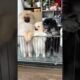 Cute Dog Collection, The World’s Cutest Puppies #dog #puppies #puppy #video #cute #cutest