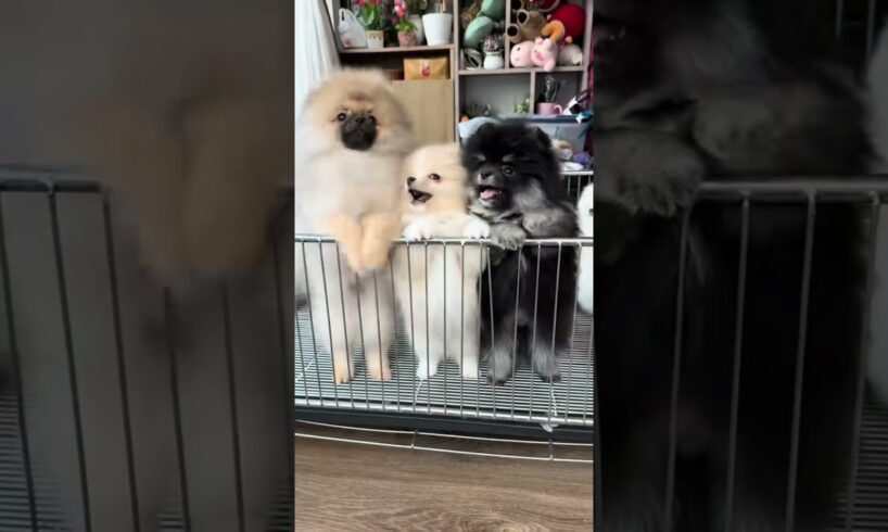 Cute Dog Collection, The World’s Cutest Puppies #dog #puppies #puppy #video #cute #cutest