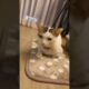 Cute Dog Collection, The World’s Cutest Puppies #dog #puppies #puppy #video #cute #cutest