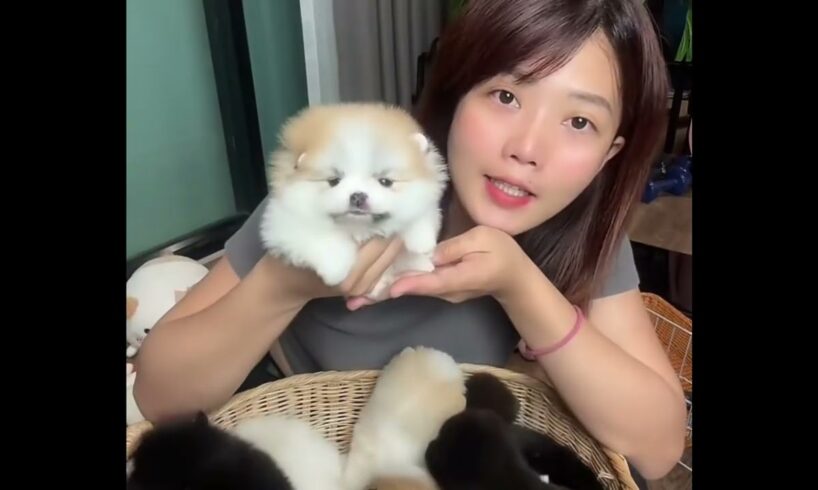 Cute Dog Collection, The World’s Cutest Puppies #dog #puppies #puppy #video #cute #cutest