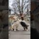 cute puppies playing video #puppy #cute #pets #funny #dog #animals #shorts