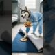 Yellow Chicken and dog playing Dalgona Candy Game#animals  #cute#dalgona