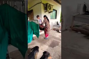 cute dog #doglover#puppy #labrador #shortvideo #