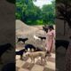cute dog #doglover#puppy #labrador #shortvideo #