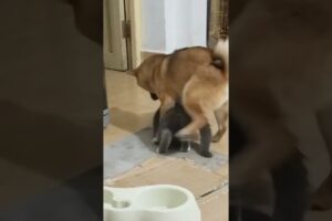 Playing #dog #dogfunny #dogvideo #animals