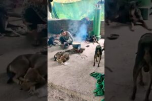 cute dog #doglover#puppy #labrador #shortvideo #