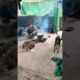 cute dog #doglover#puppy #labrador #shortvideo #
