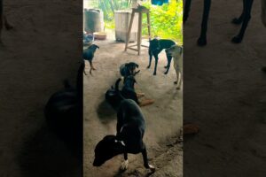 cute dog #doglover#puppy #labrador #shortvideo #