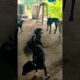 cute dog #doglover#puppy #labrador #shortvideo #